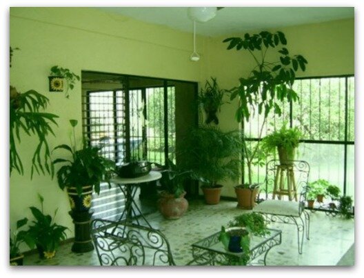Best Plants for Indoors