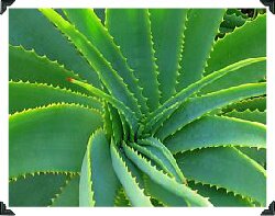 Aloe Vera home dandruff treatment
