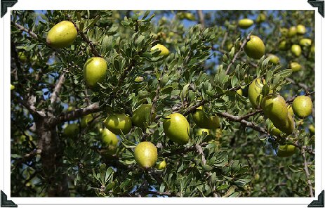 Argan tree with fruits