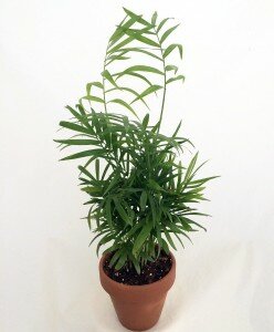 Hirt's Victorian Parlor Palm