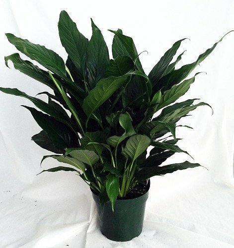 Jmbamboo Peace Lily Plant - Spathyphyllium