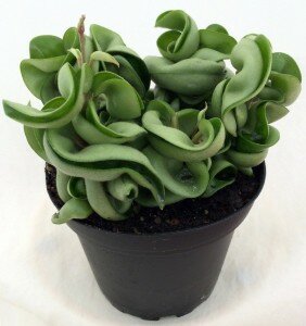 Hindu Indian Rope Plant - Hoya