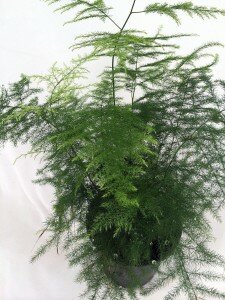 Fern Leaf Plumosus Asparagus Fern